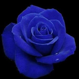 Meet your Posher, Jeanine